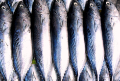 Food Industry - Sea Food