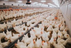 Food Industry - Poultry